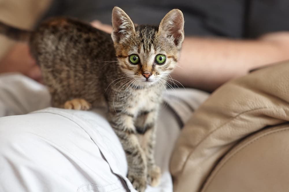 In-Home Day Care Attendant for Cat (8-Hour Shift) 1